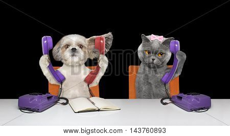 Dod and cat are talking over the phones -- isolated on black