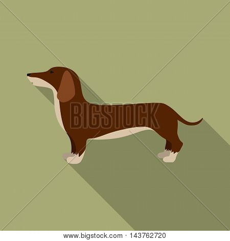 Dachshund vector illustration icon in flat design