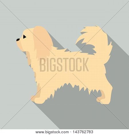 Pekingese vector illustration icon in flat design