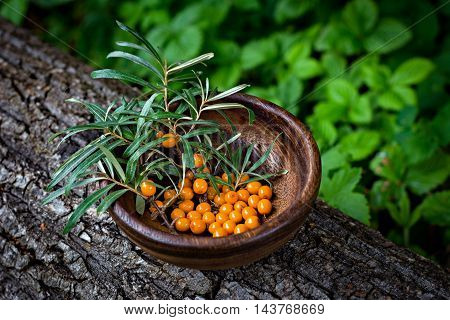Seabuckthorn berries in a wooden bowl. Freshly picked berries
