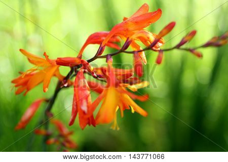 Crocosmia, Montbretia , orange flowers on a background of green grass. Suitable for posters, Wallpapers, pictures.