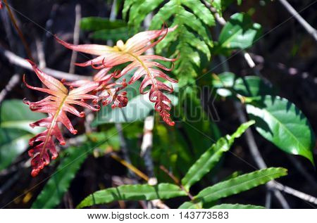 New red fronds of the Gristle Fern (Blechnum cartilagineum) in Australian temperate rainforest, Royal National Park, Sydney