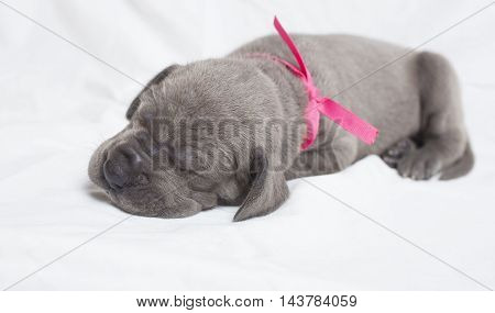 Young purebred Great Dane puppy sound alseep on a white sheet