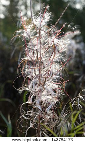 Fireweed Epilobium or Chamerion angustifolium close up at end of the summer.