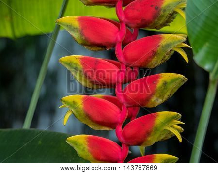 Lobster Claw Heliconia Rostrata