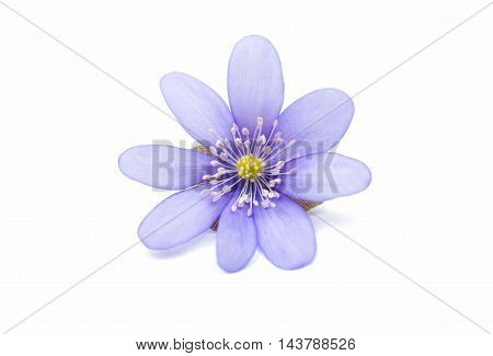 Hepatica nobilis spring flower on a white background