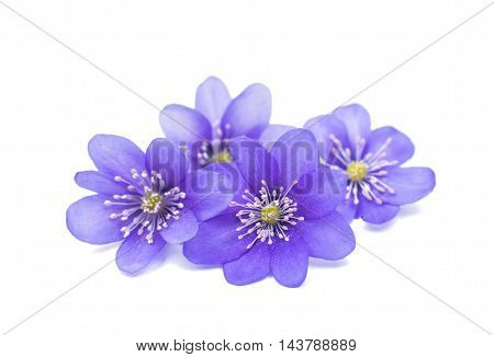 Hepatica nobilis spring flower on a white background