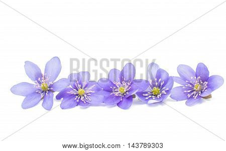 Hepatica nobilis spring flower on a white background