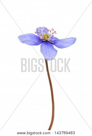 Hepatica nobilis spring flower on a white background