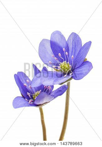 Hepatica nobilis spring on a white background