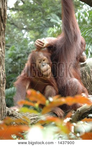 Orang Utan