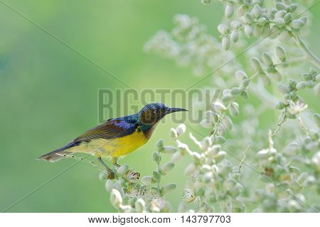 Brown-throated Sunbird ,beautiful Bird Perching On Palm Flower