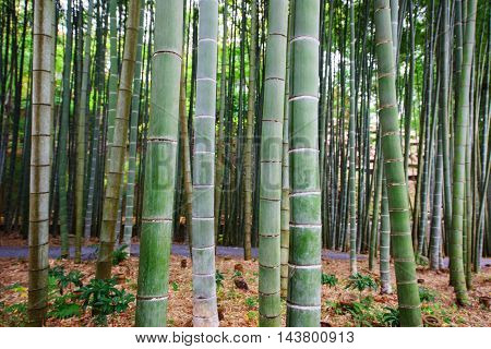 Background Image Of Big Bamboo