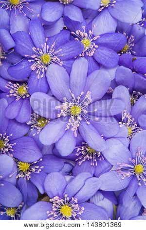 Hepatica nobilis flower on a white background