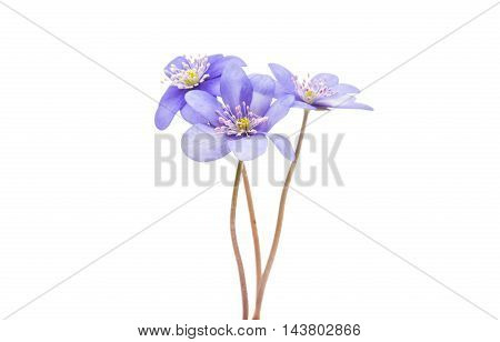 Hepatica nobilis flower on a white background