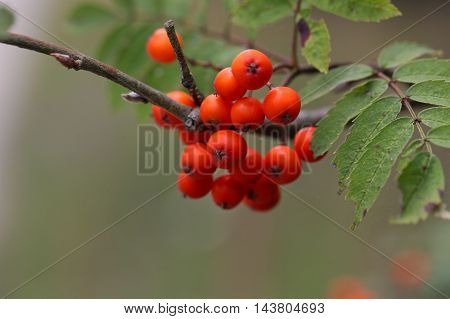 Berries of a mountain ash (Sorbus aucuparia)