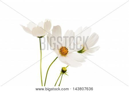 beautiful daisy flower isolated on white background