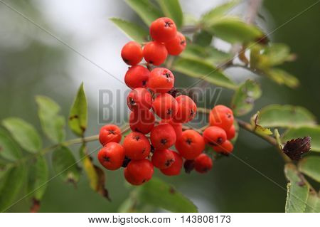 Berries of a mountain ash (Sorbus aucuparia)