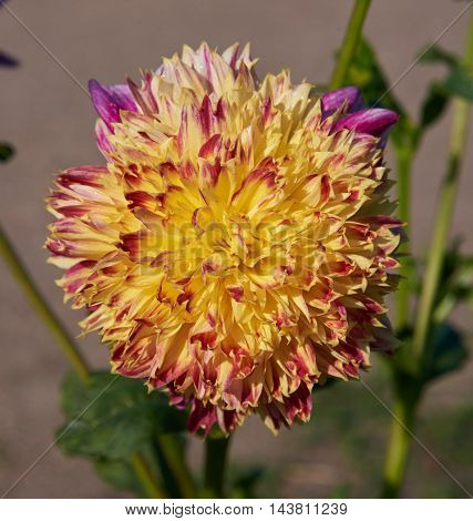 Yellow and red dahlia. On the petals of a drop of water after rain
