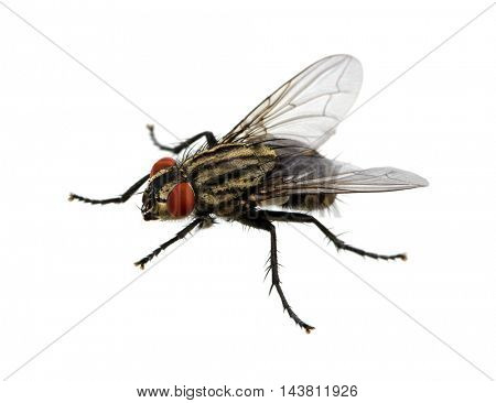fly isolated on a white