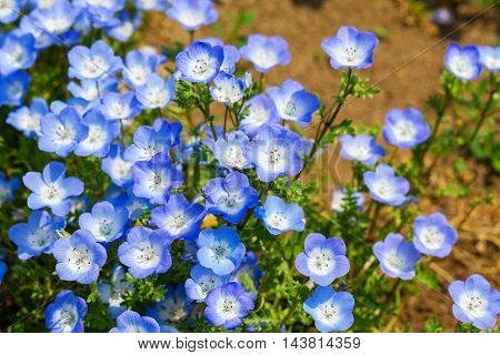 Carpet of Nemophila, or baby blue eyes flower