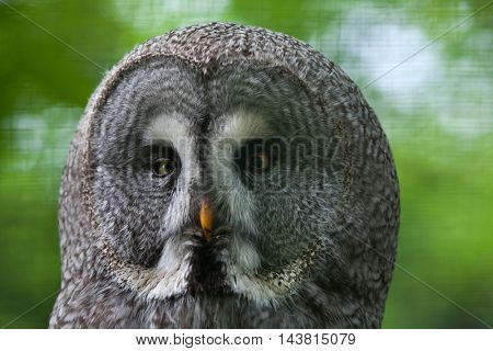 Great grey owl (Strix nebulosa). Wildlife bird. 