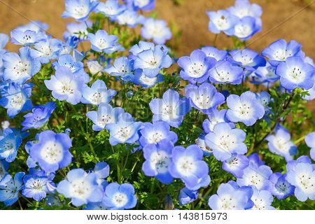 Carpet of Nemophila, or baby blue eyes flower