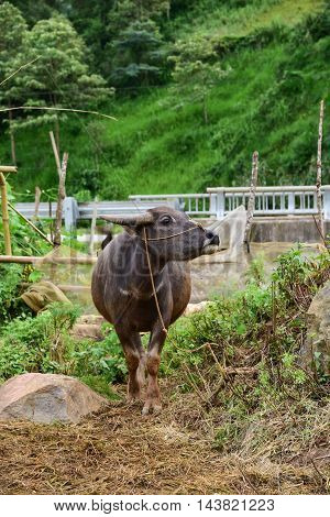 big vietnam buffalo outside nature on green rice fields background at sapa vietnam