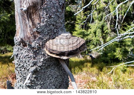 Fungus on phylum of tree in forest