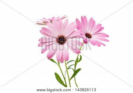 White and Pink Osteospermum Daisy or Cape Daisy Flower Flower Isolated over White Background. Macro Closeup