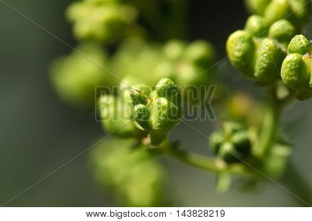 Fruit of a common rue (Ruta graveolens)