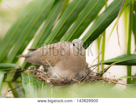 Close Up Dove Bird Sitting In The Nest On A Palm Tree At Thailand