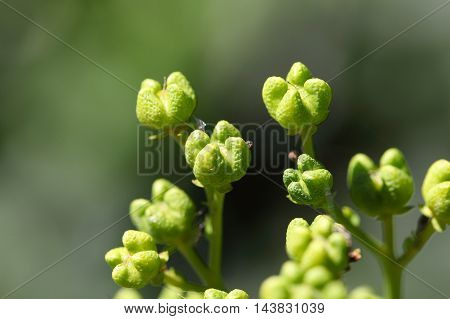 Fruit of a common rue (Ruta graveolens)