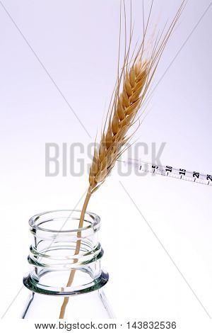 Hypodermic Needle Inject Wheat in a Laboratory to create Genetically modified crops aka GMCs, GM crops, or biotech crops, the DNA of which has been modified using genetic engineering techniques.
