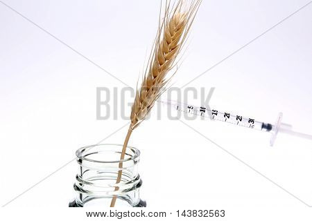 Hypodermic Needle Inject Wheat in a Laboratory to create Genetically modified crops aka GMCs, GM crops, or biotech crops, the DNA of which has been modified using genetic engineering techniques.
