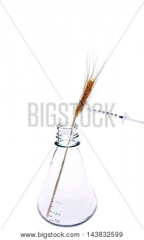 Hypodermic Needle Inject Wheat in a Laboratory to create Genetically modified crops aka GMCs, GM crops, or biotech crops, the DNA of which has been modified using genetic engineering techniques.
