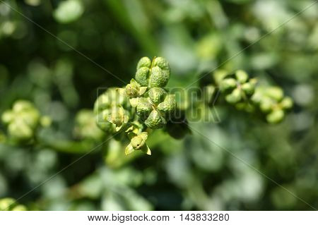 Fruit of a common rue (Ruta graveolens)