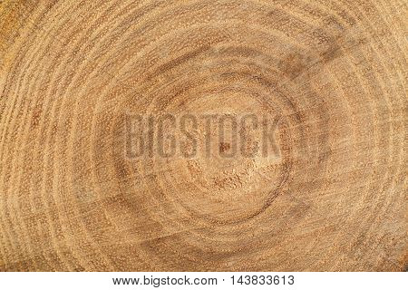 Tree trunk cross section, closeup