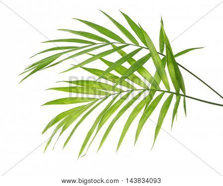 Green leaves of palm tree on white background