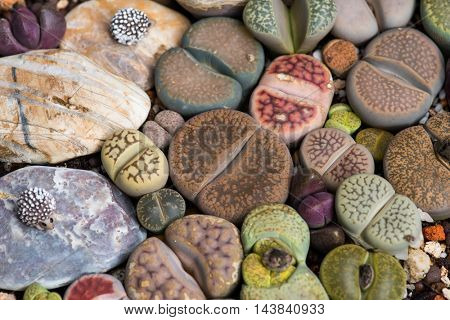 Lithops (Living stone), Cactus
