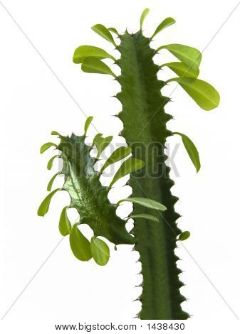 Cactus02