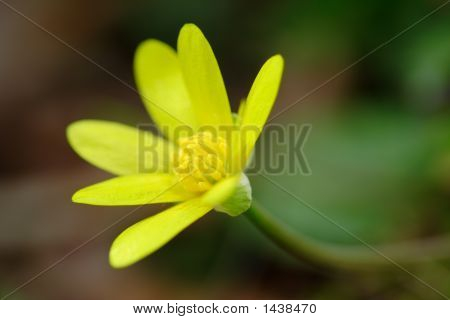 Ranunculus Ficaria (Orsej)