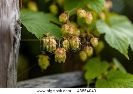 Hop with wooden boards, detailed view, northern Russia.
