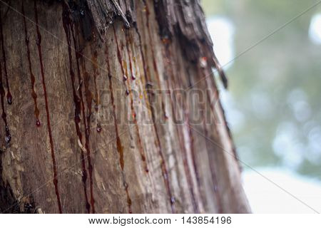 Red sap running down the side of a tree trunk.