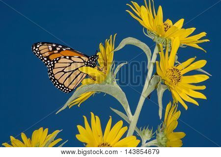 A Monarch Butterfly On A Yellow Compass Flowers With A Deep Blue Sky Background Danaus plexippus