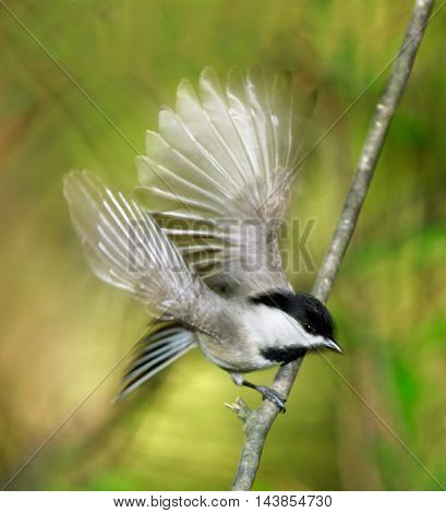 A Tiny Bird The Carolina chickadee In Motion blur While Taking Flight Poecile carolinensis