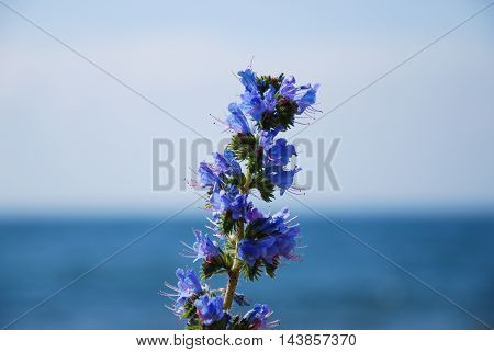 Blueweed closeup with blurred horizon over water in the background
