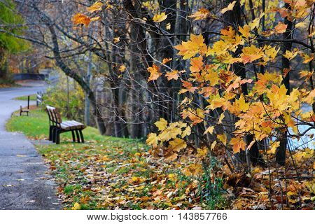 The few remaining yellow leaves and a park bench along a walking path on a wet and rainy late autumn day Sharon Woods Southwestern Ohio USA