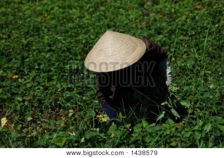 Vietnamca çiftçi