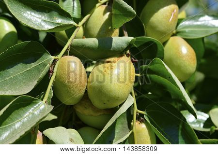 Jojoba  Green Plant